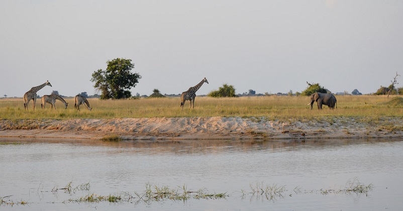 Four giraffes and one elephant: African safari animals