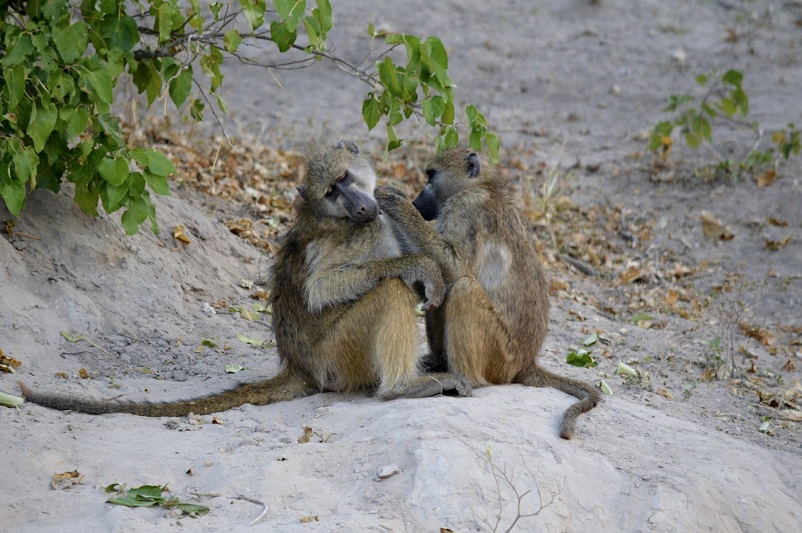 Two African safari animals: baboons picking at each other in Chobe National Park