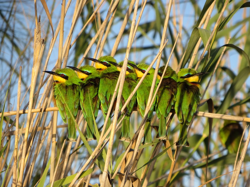 Seven green and yellow little bee-eaters (birds) sitting on a reed in the Okavango Delta