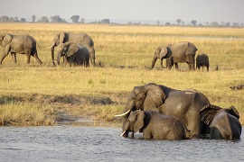 Elephants in Botswana