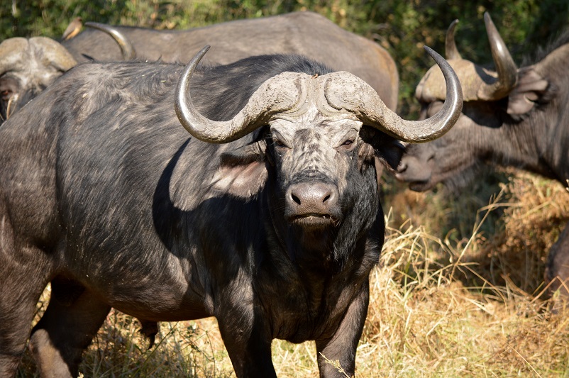 One of the animals you see on a safari: a buffalo staring at you with more in the background