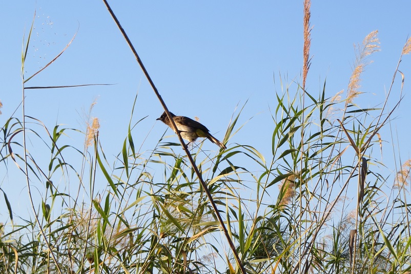 Bulbul bird sitting on a reed against a blue sky in Botswana