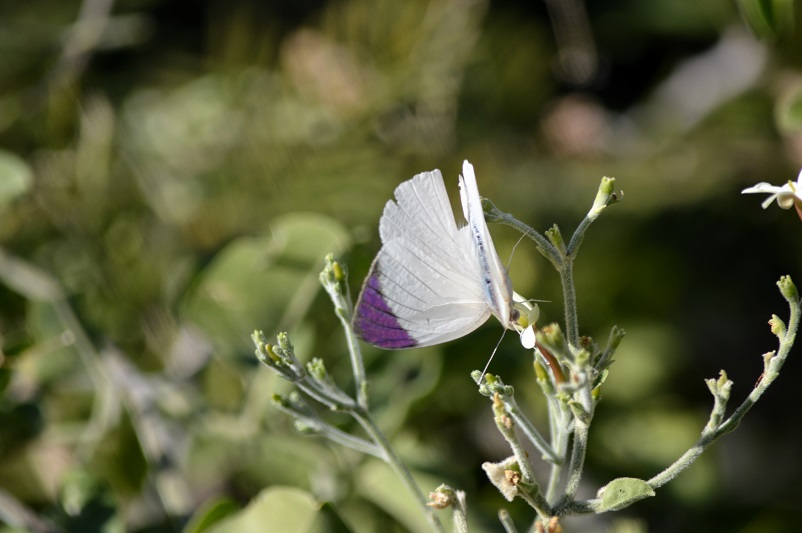 Purple and white butterfly on a plant in Botswana
