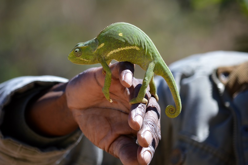 Green chameleon resting on a man's hand in Botswana