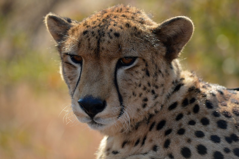 Close up of Sylvester the Cheetah Ambassador in Zimbabwe