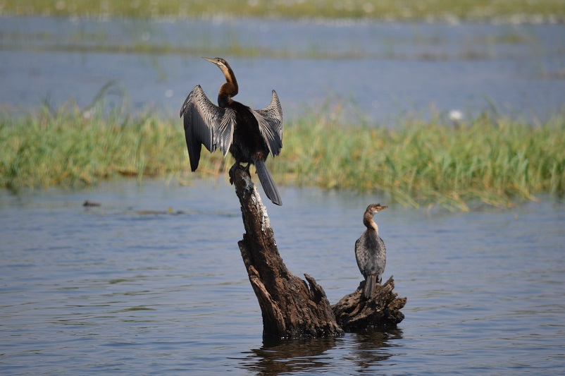 One reed cormorant with sings spread sitting on a tree trunk in the water next to another bird in Chobe National Park in Botswana