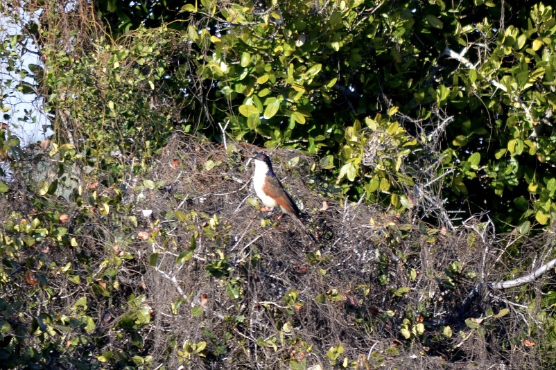 White and brown coucal bird sitting in a tree in Botswana