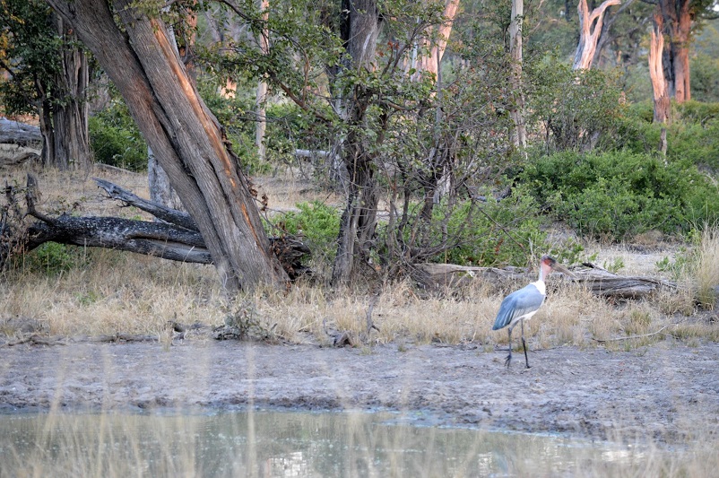 One crane standing on a beach in a forest in Botswana