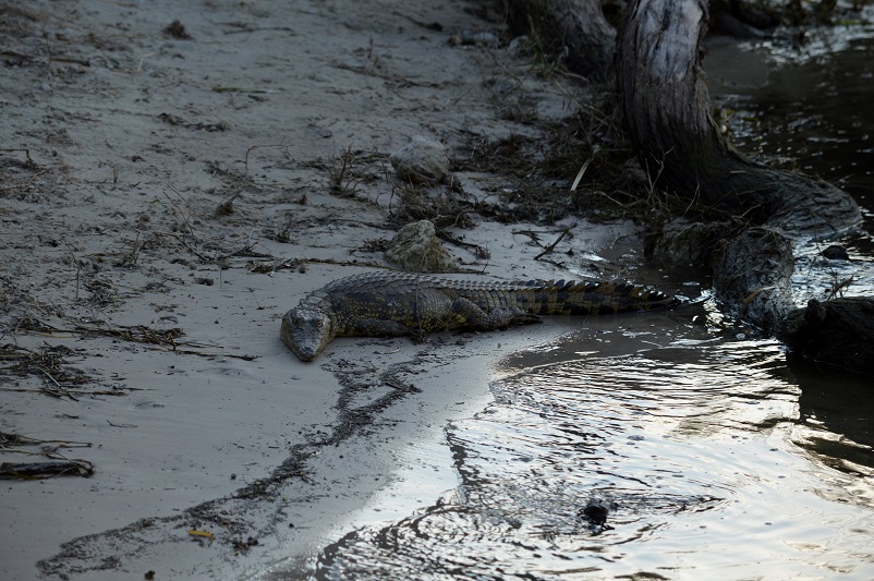 An ominous looking crocodile on a beach in Chobe National Park in Botswana