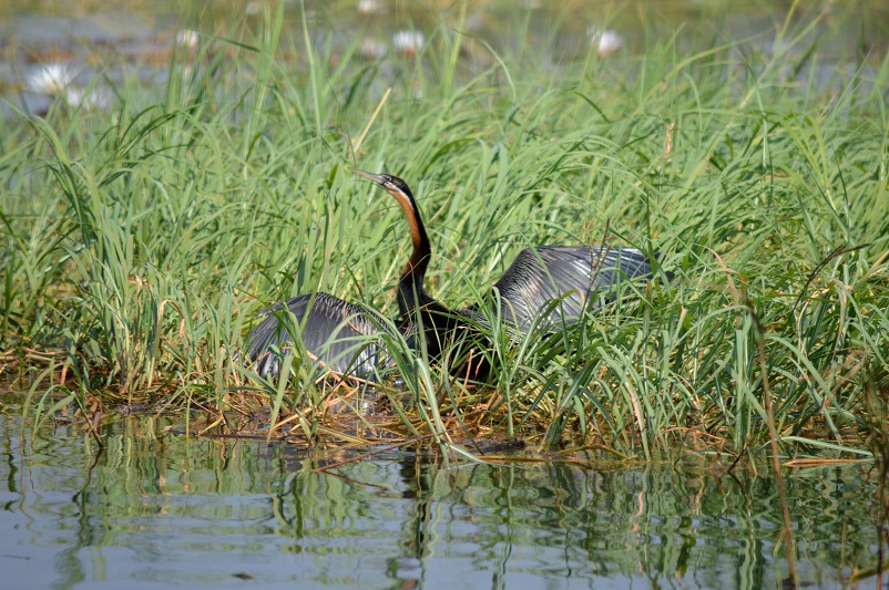 African darter bird with wings spread sitting in grass in the water in Botswana