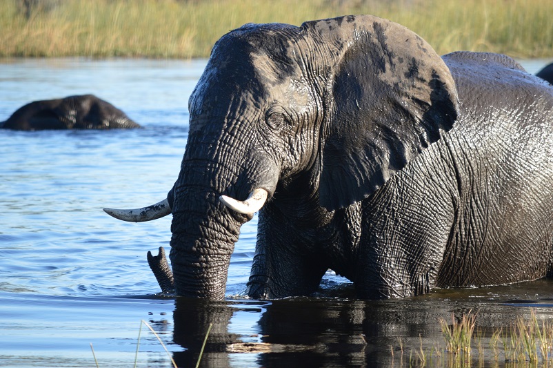 Our favorite of the animals you see on a safari: an elephant walking in the water with another submerged in the background