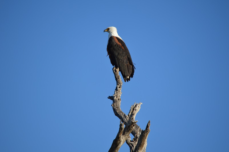 One of the most majestic animals you see on a safari: African fish-eagle sitting on a tree against a blue sky in Botswana