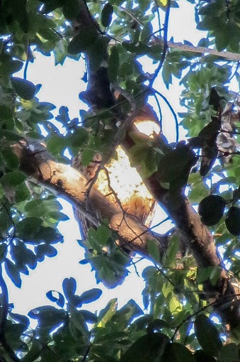 Blurry picture of a Pels Fishing Owl in a tree in the Okavango Delta