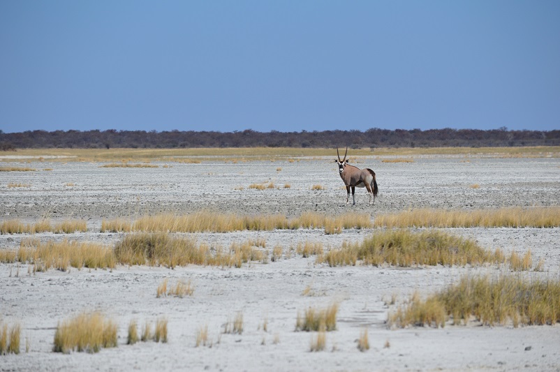 Gemsbok staring at you in a desert-like environment in Botswana