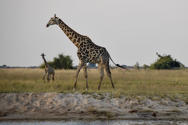 Two giraffes, animals you see on a safari, in Botswana