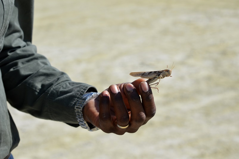 Man's hand holding a grasshopper in Botswana