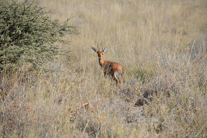 Sharpe's grysbok standing in a field staring at you in Botswana