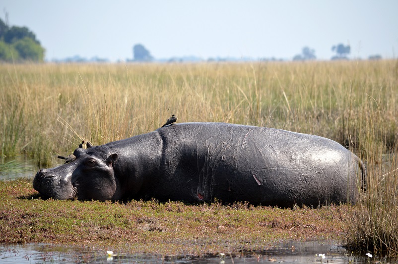 A hippopotamus, one of the most impressive African safari animals, lying down on land in Namibia