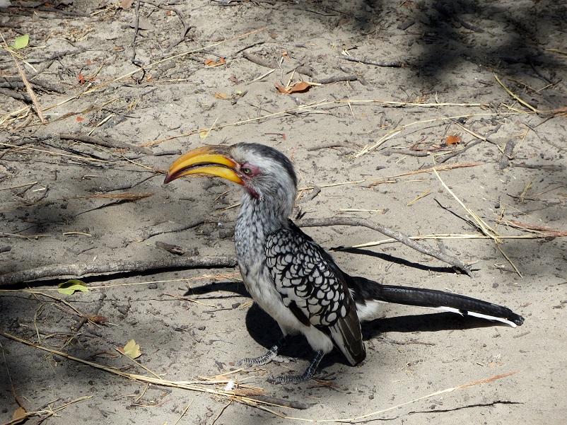 Black and white bird with a big yellow bill in Botswana