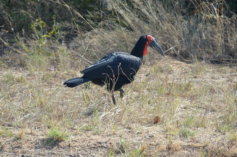 Big black hornbill bird with red face in Botswana
