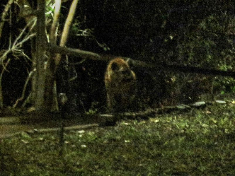 Fuzzy, grainy picture of a hyena in the dark in Botswana
