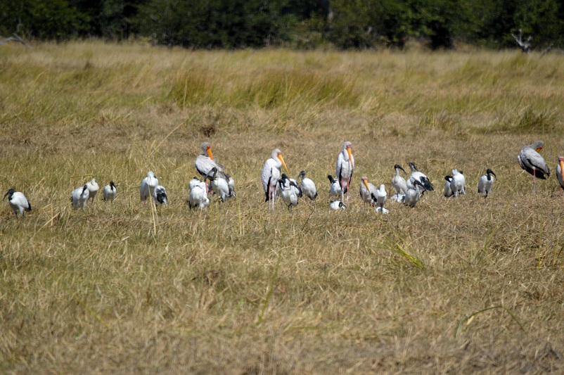 Many white ibis and several white storks, animals you see on a safari