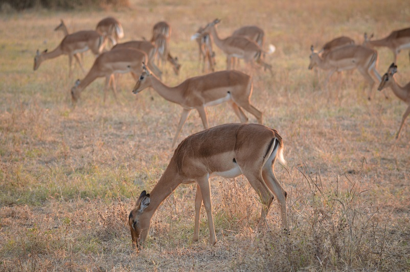 16 impala grazing in Chobe National Park in Botswana