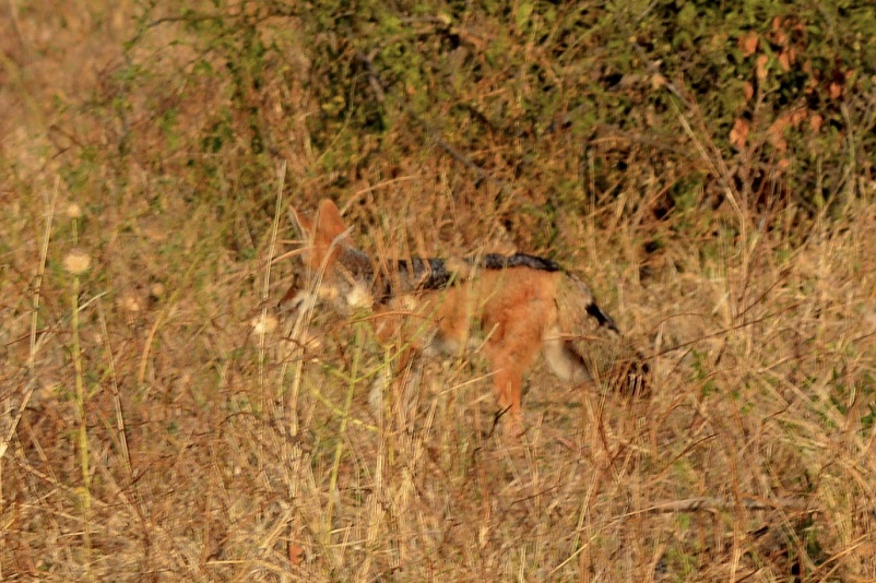A fuzzy picture of a jackal hidden by grass in Botswana