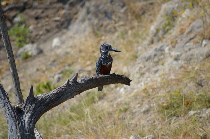 Giant kingfisher bird sitting on a branch in Botswana