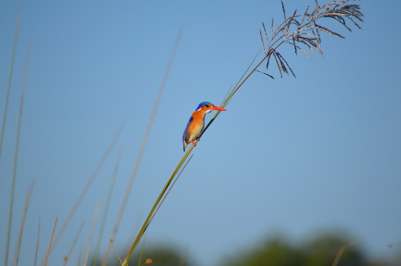 Bright orange and blue malachite kingfishher perched on a reed in the Okavango Delta in Botswana