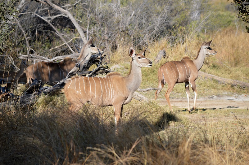 Several white striped kudu standing in the forest in Botswana