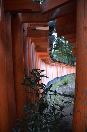 Perspective of the outside of the orange torii gates at Fushimi Inari-taisha in Kyoto