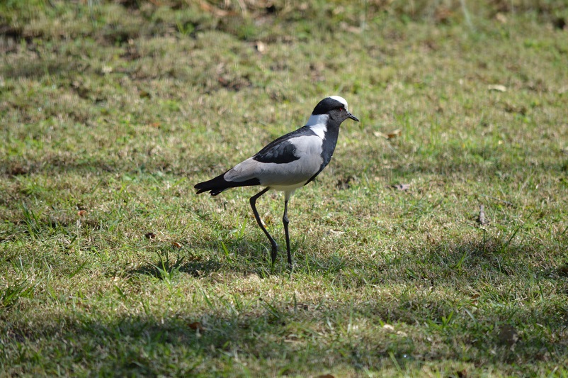 Black and white lapwing bird walking on the grass in Botswana
