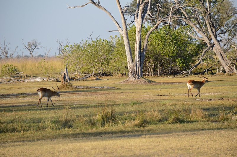 Two lechwe walking into the forest in Botswana
