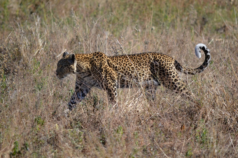 One of the big five game animals: a leopard stalking prey in Botswana