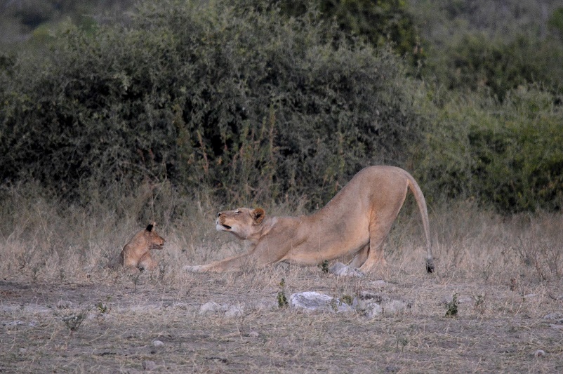 Big five game animals: a lion stretching in front of a cub in Chobe National Park in Botswana