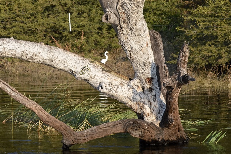 Water monitor on a tree with a white bird in the background in Botswana