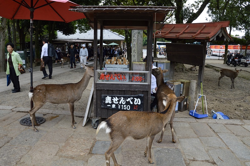 Three deer looking for cookies at a stand in Nara, Japan