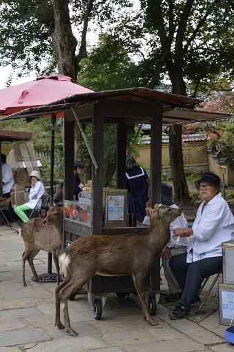 Deer begging cookie stand proprietors for cookies, seen on our Nara day trip