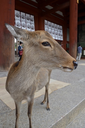 Close up of a deer standing in front of a temple gate, seen on our Nara day trip