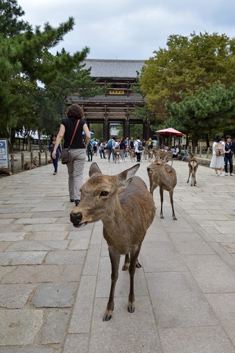 Deer walking away from a temple entrance gate in Nara, Japan
