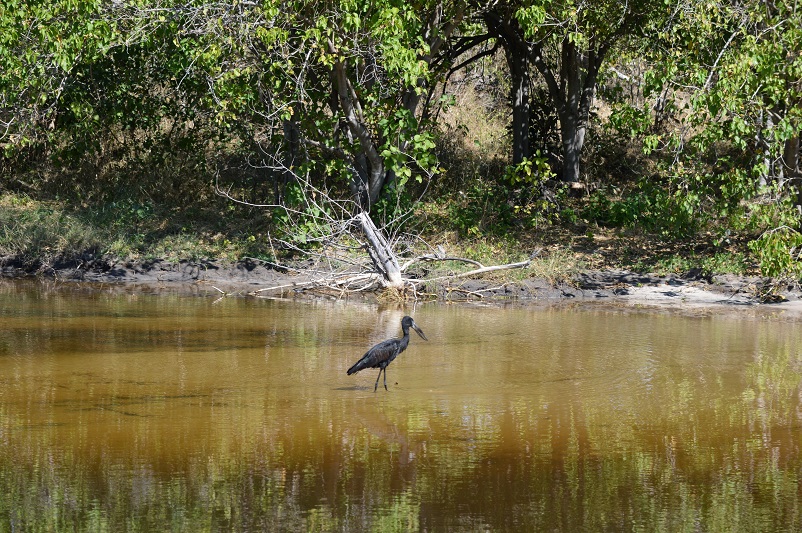 Openbill bird walking in water in Botswana