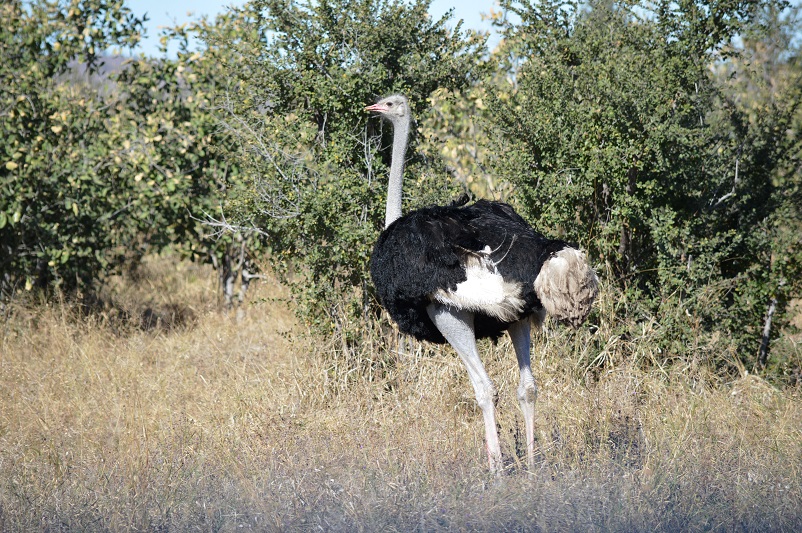 Ostrich with black and white feathers standing in Botswana