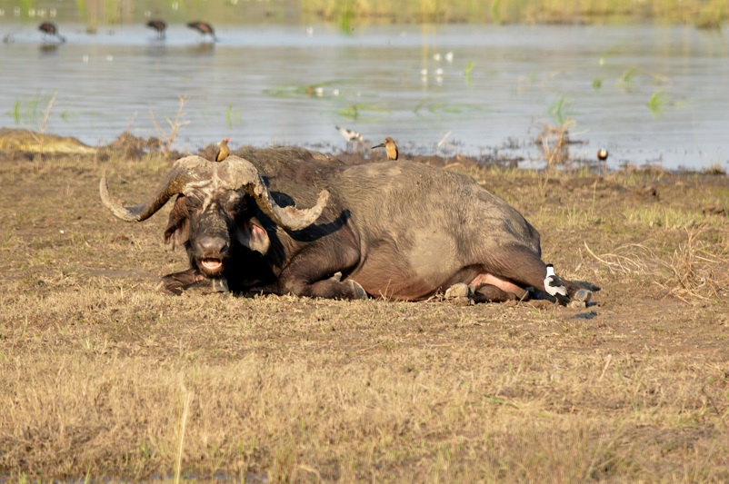 Oxpecker birds sitting on top of a buffalo in Chobe National Park in Botswana