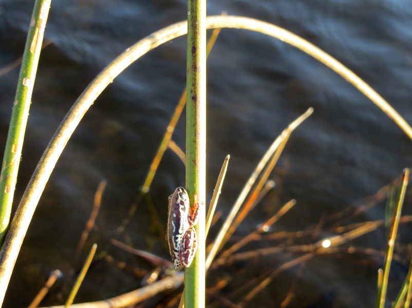 Small reed frog on a reed in the Okavango Delta in Botswana
