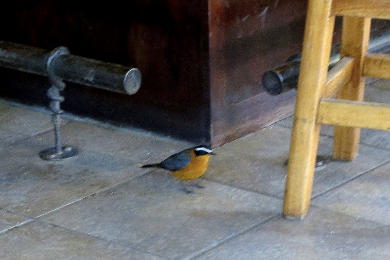Yellow and grey robin standing on the floor inside in Botswana