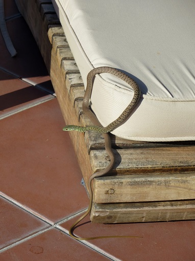 Snake on a chaise lounge in Botswana