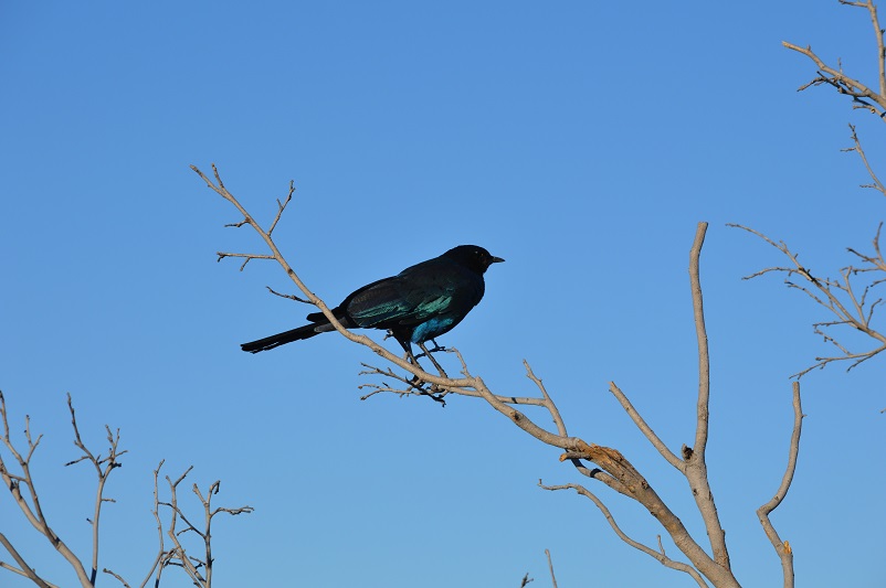 Black and blue starling standing on a branch in front of a blue, cloudless sky in Botswana