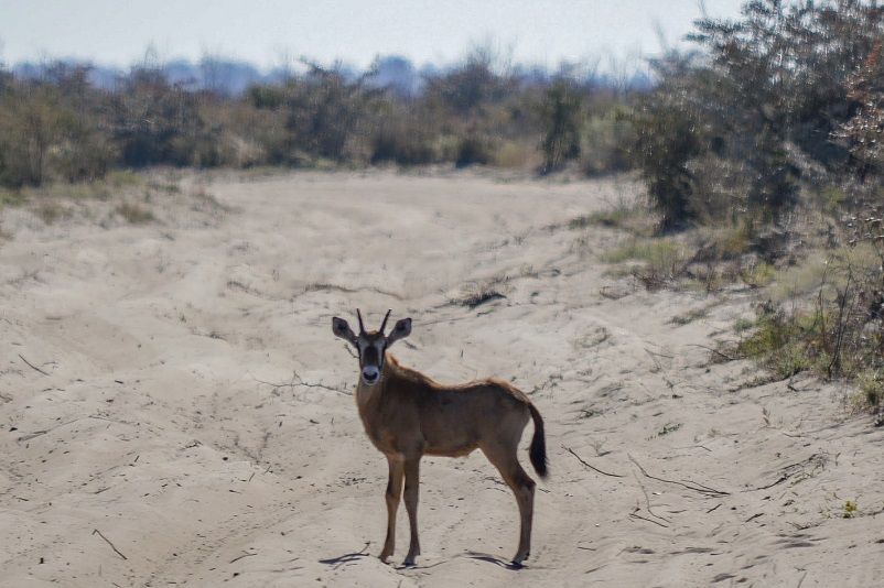 Steenbok in Botswana standing in the sand staring at you