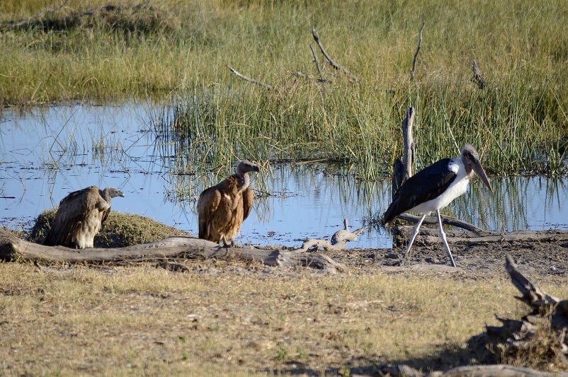 A marabou stork and two vultures standing on a beachh in Botswana